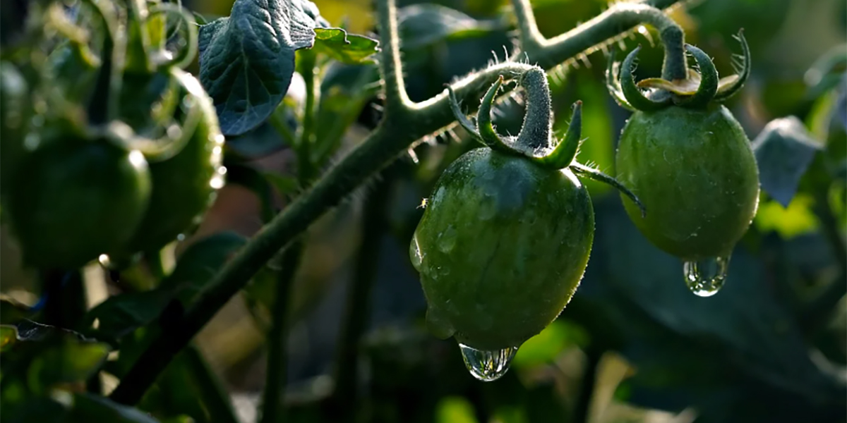 Dallo studio dei pomodori selvatici la via per la tolleranza alla salinità